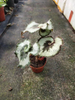 Begonia Escargot 90#