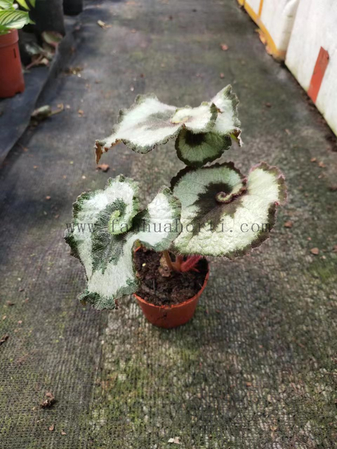 Begonia Escargot 90#