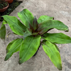 Pineapple King Philodendron 180#