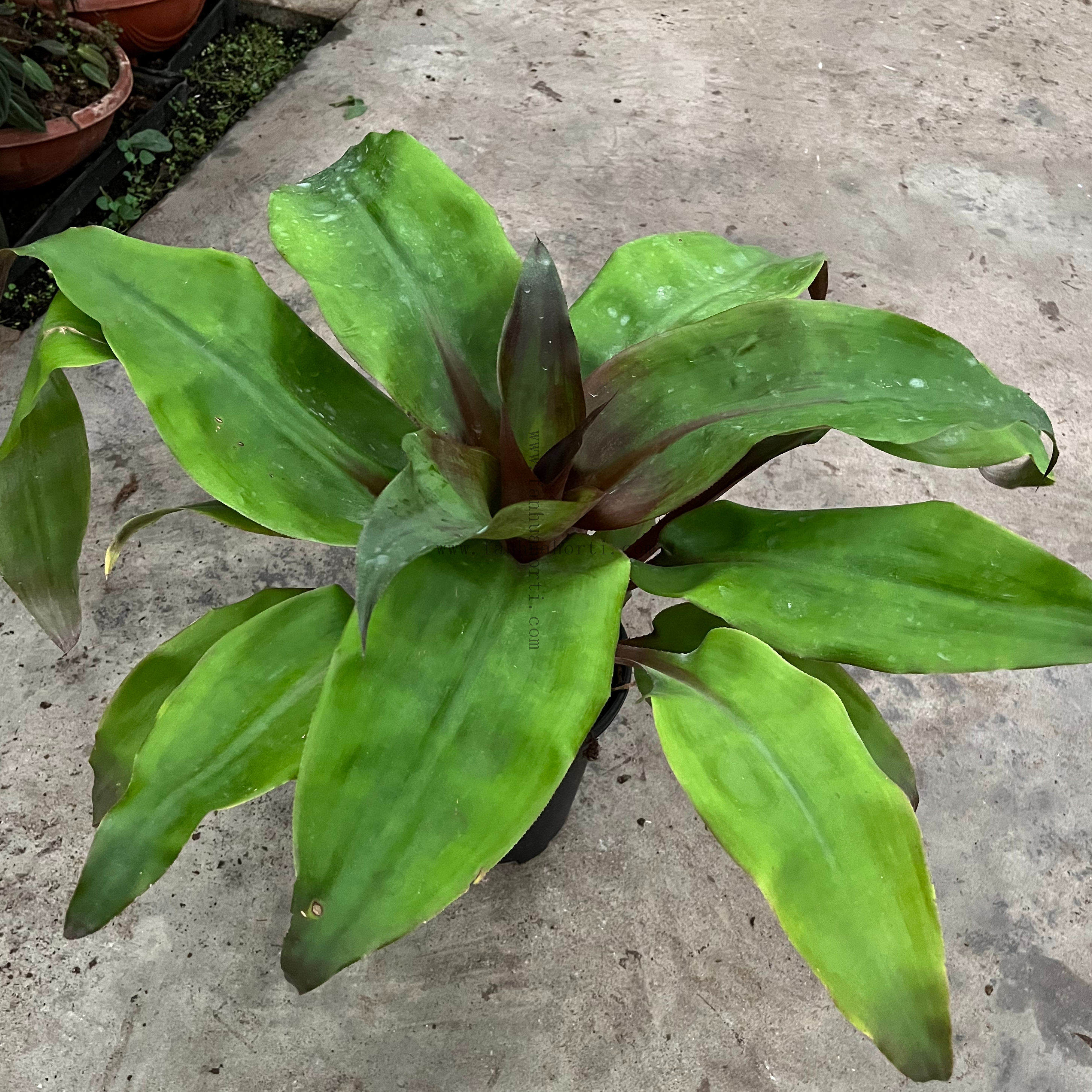 Pineapple King Philodendron 180#