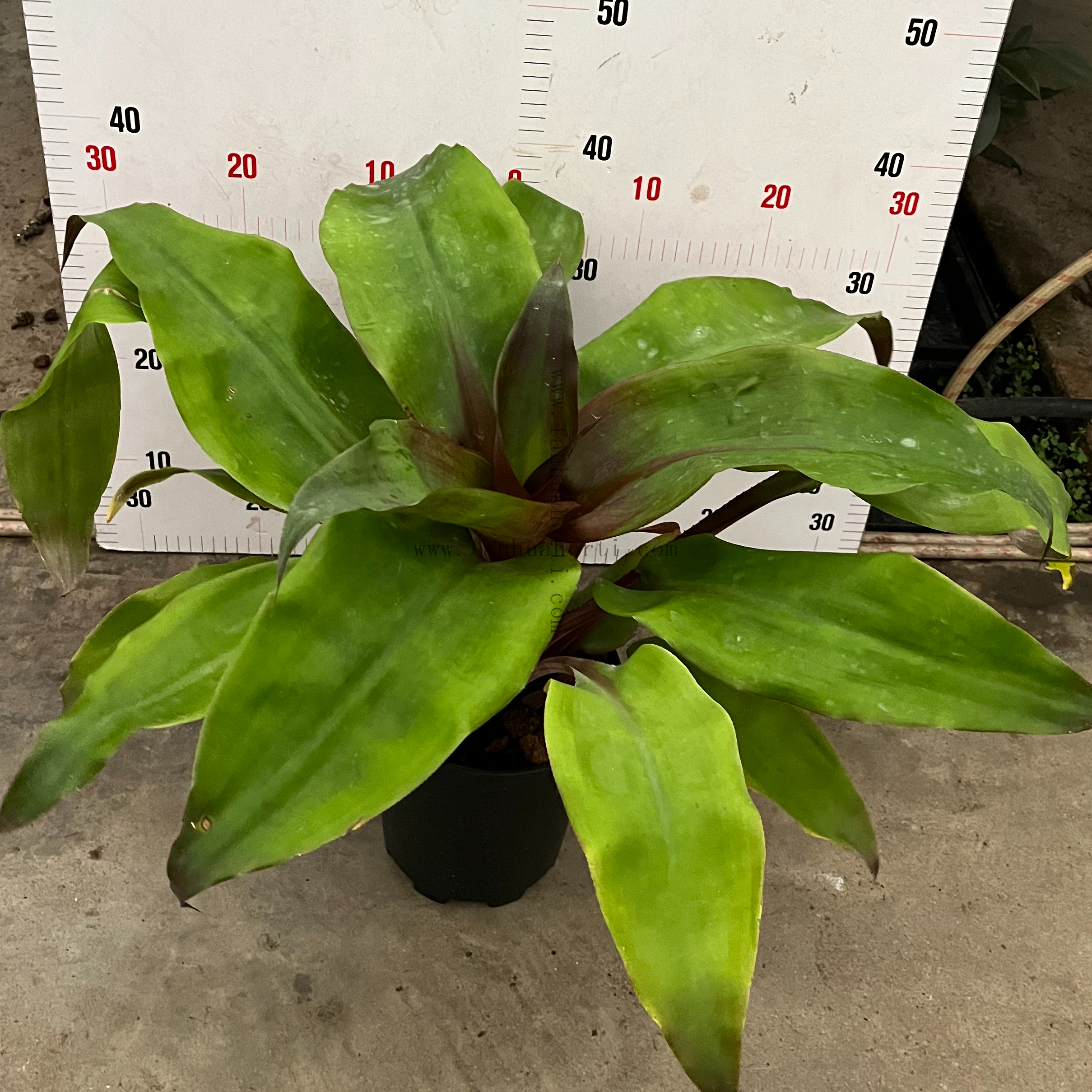 Pineapple King Philodendron 180#