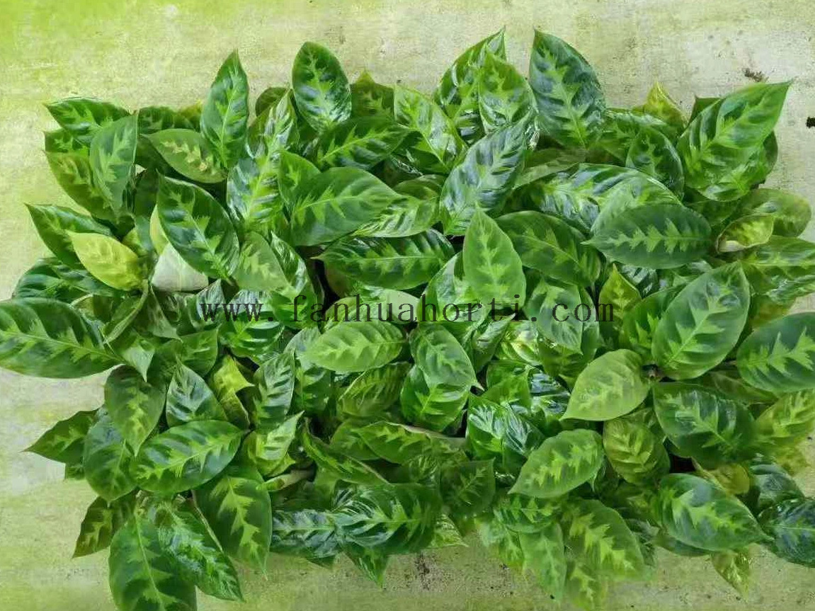LemonLime Maranta