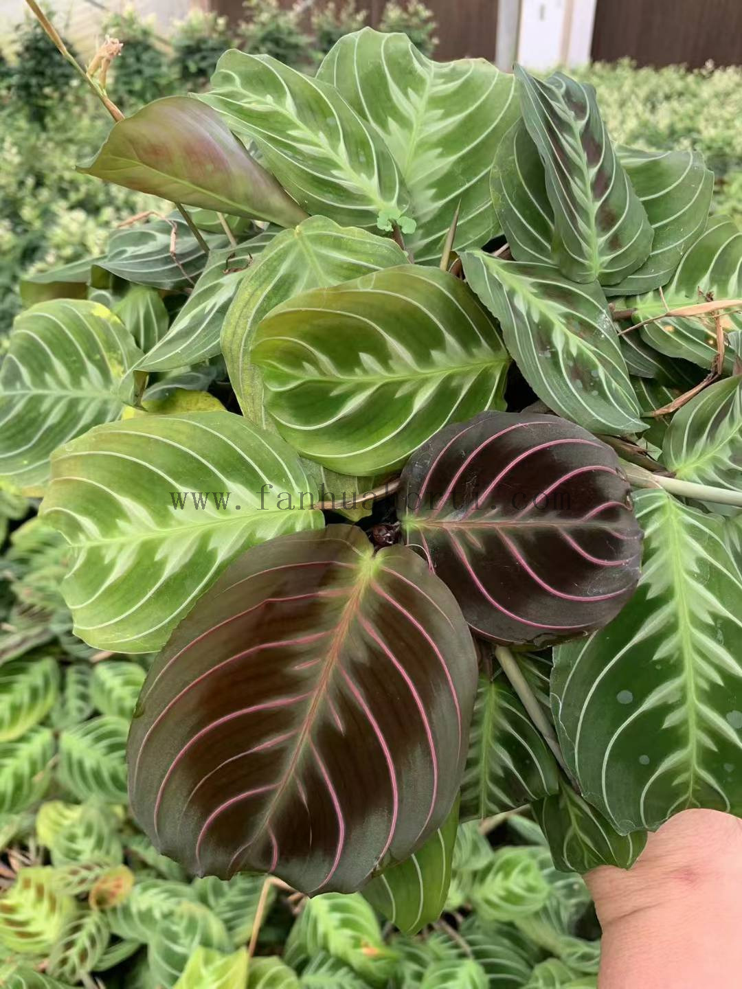 Cat MUSTACHE Maranta