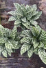  Freddy Calathea
