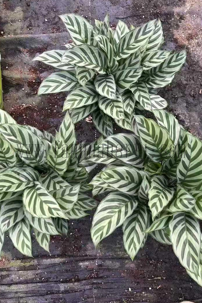  Freddy Calathea