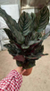 Sanderana Calathea