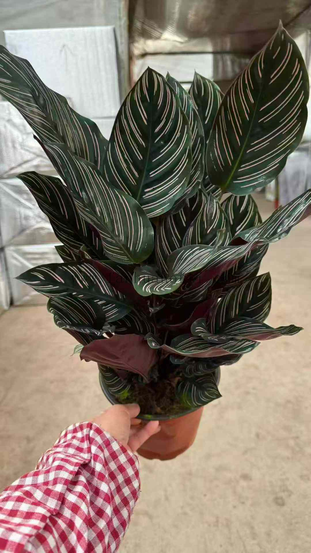 Sanderana Calathea