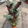 Grey star Maranta
