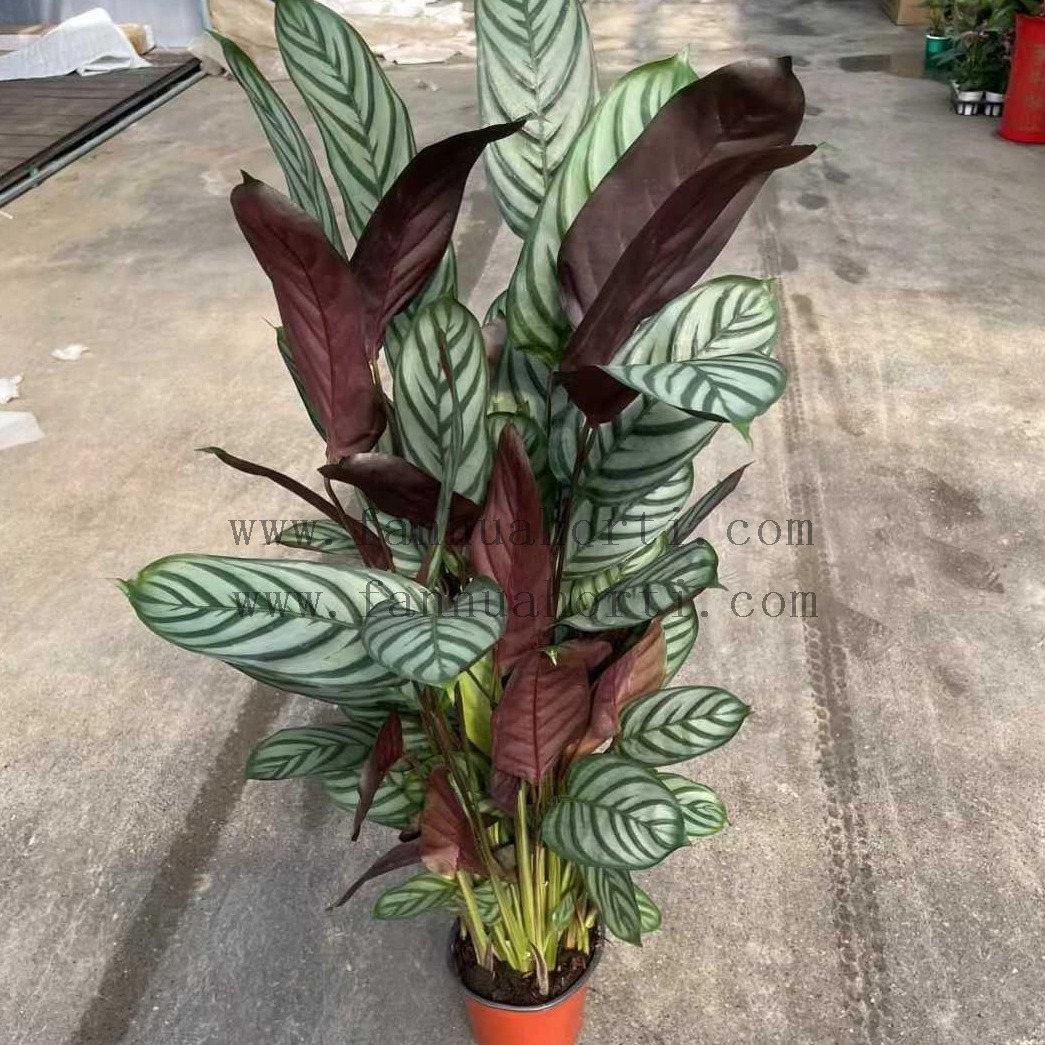 Grey star Maranta