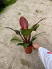 Philodendron Sunrise Red Sun