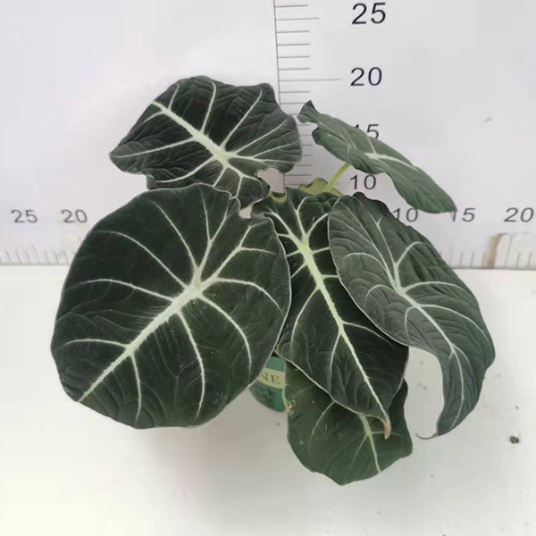 Alocasia