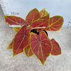 Caladium