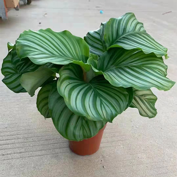 Orbifolia