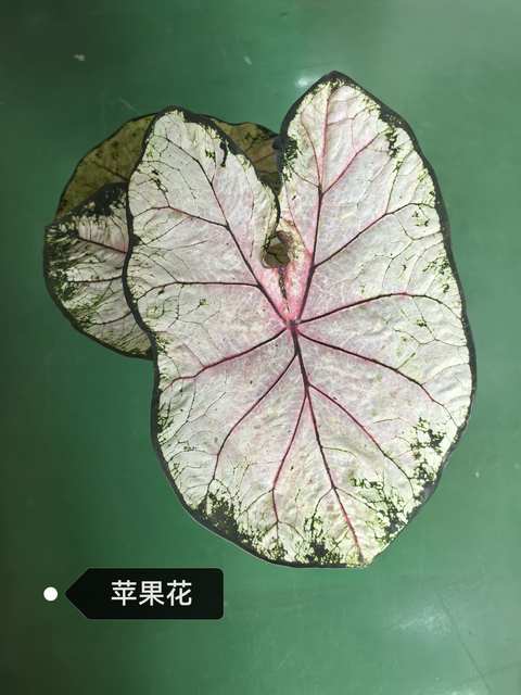 Caladium zhong wuyan pink jelly rice bean like smoke honey