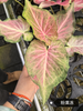 Caladium zhong wuyan pink jelly rice bean like smoke honey