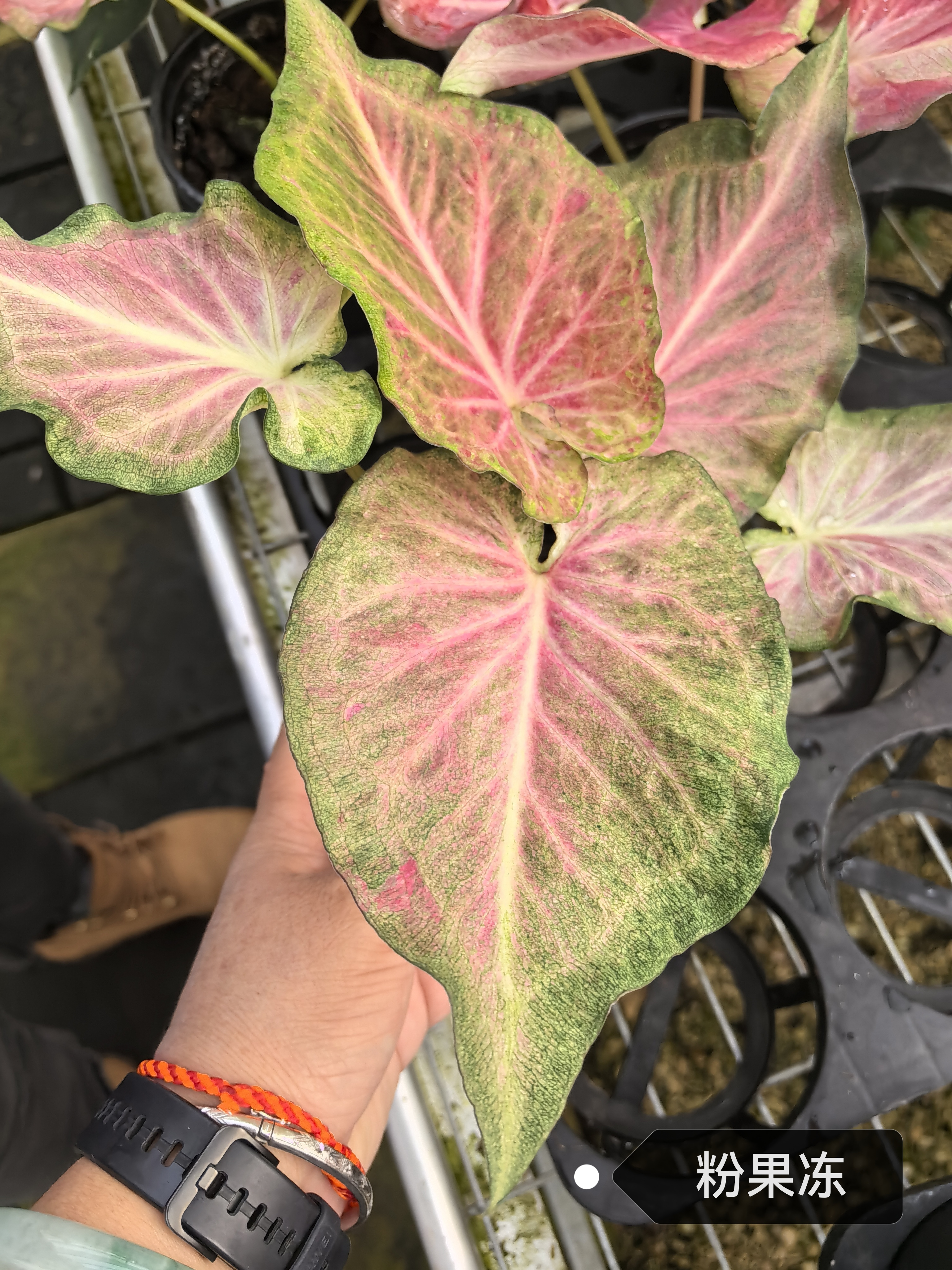 Caladium zhong wuyan pink jelly rice bean like smoke honey