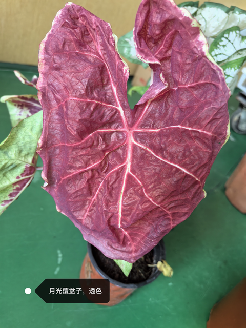 Caladium Moonlight raspberry bicolor Pink splash the moonstone miss muffet apple blosson