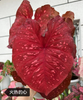Caladium toe shoe hot heart hearts A strawberry star spiritual beautifulness