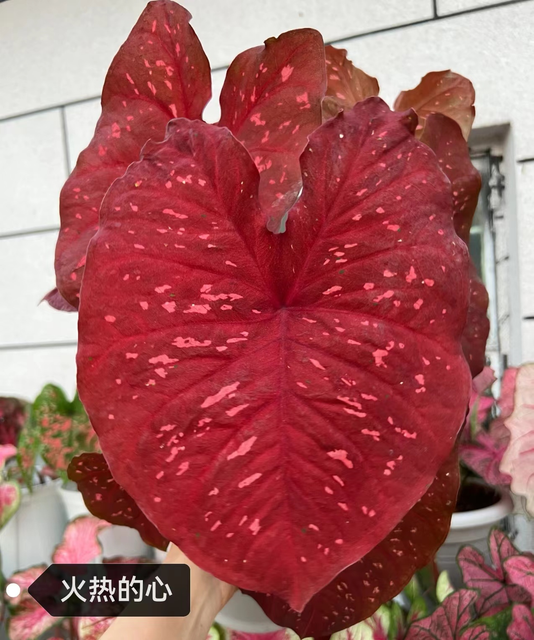 Caladium toe shoe hot heart hearts A strawberry star spiritual beautifulness