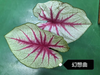 Caladium Brandi cherry pale moonshine fantasy white queen bicolor celebrttion