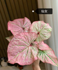 Caladium red moonlight peri mew sakura freckle Pink cloud bicolor Pink summer