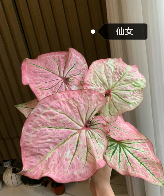 Caladium red moonlight peri mew sakura freckle Pink cloud bicolor Pink summer