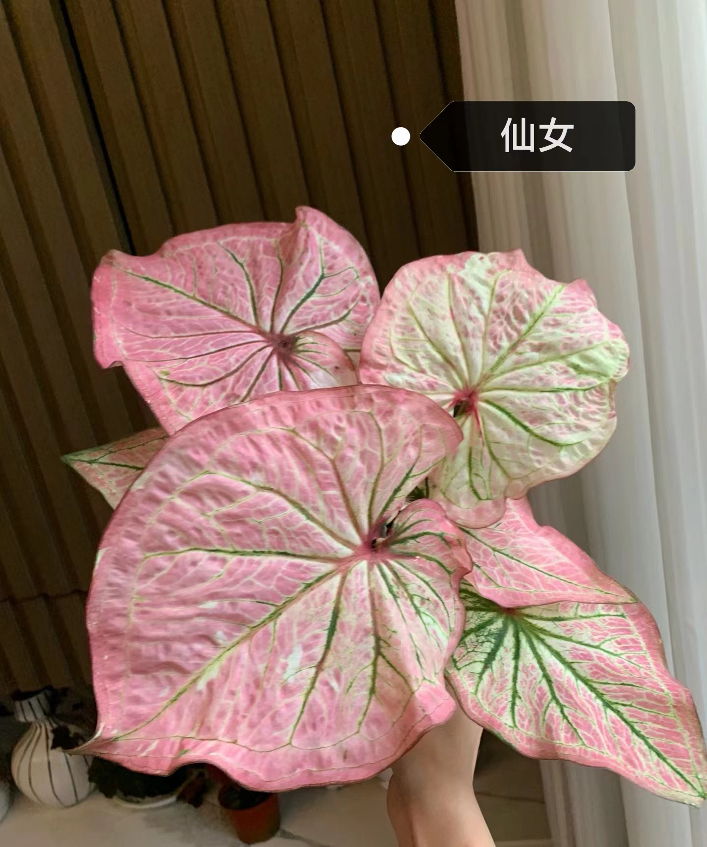 Caladium red moonlight peri mew sakura freckle Pink cloud bicolor Pink summer