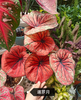 Caladium The Burgundy Rose Monica Siamese month spring day Moonlight raspberry