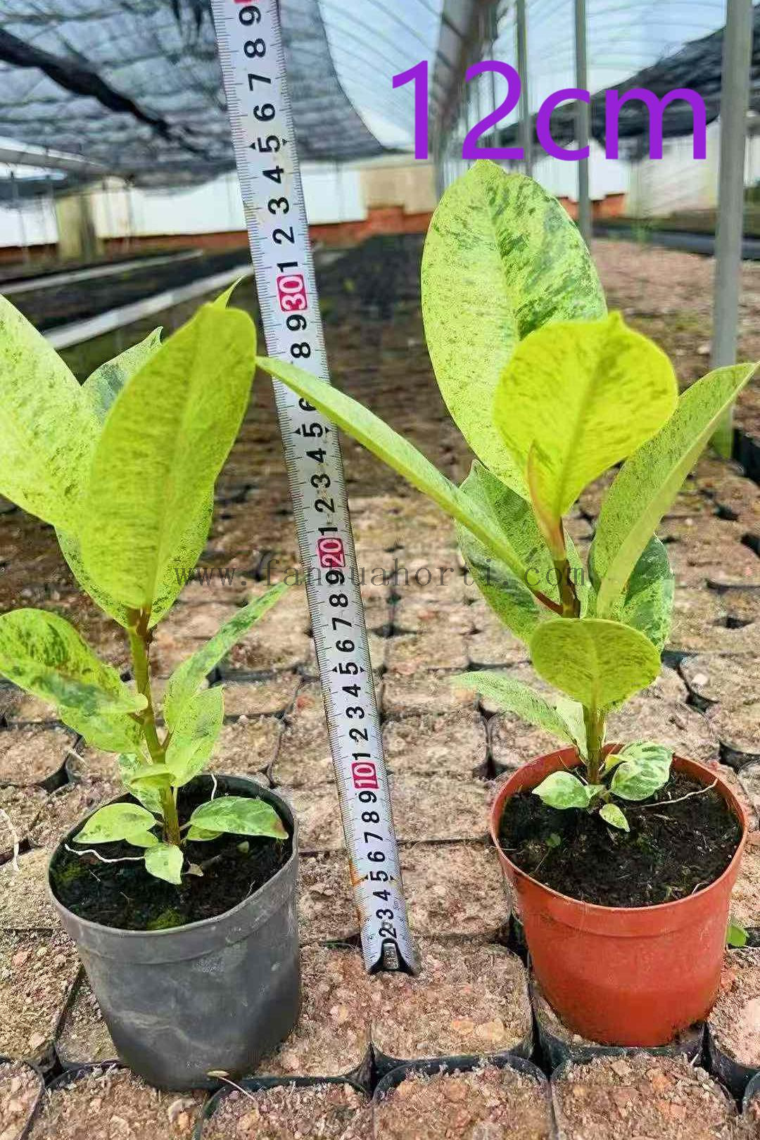 120雀斑