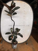 Burgundy Ficus for indoor