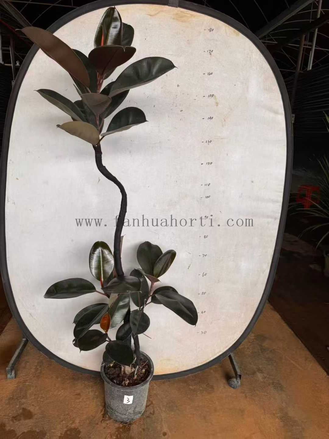 Burgundy Ficus for indoor