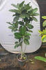 Audrey Ficus for Indoor