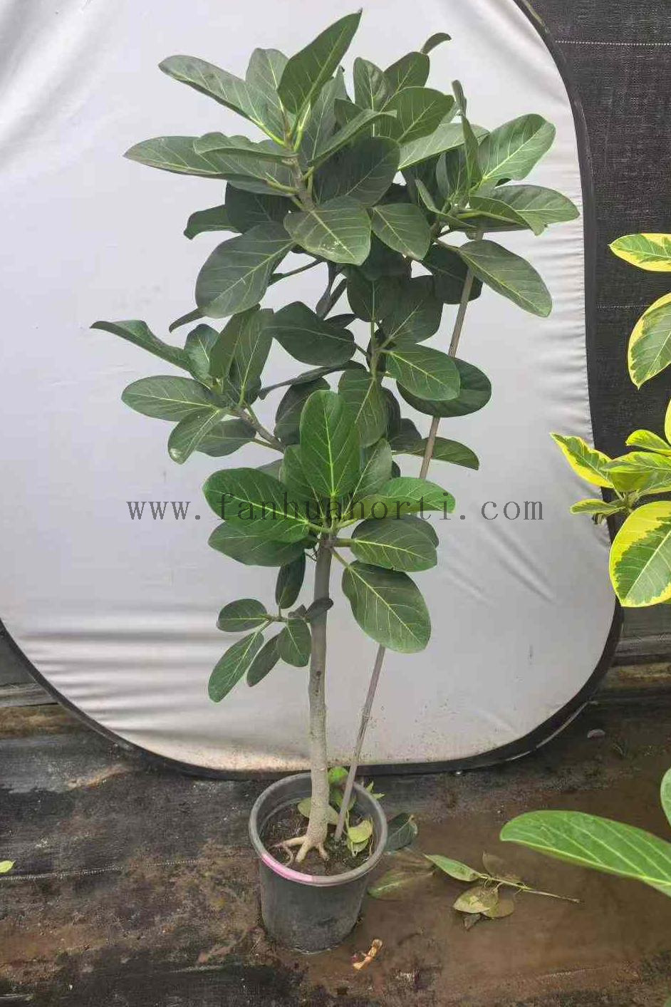 Audrey Ficus for Indoor