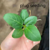 Audrey Ficus 