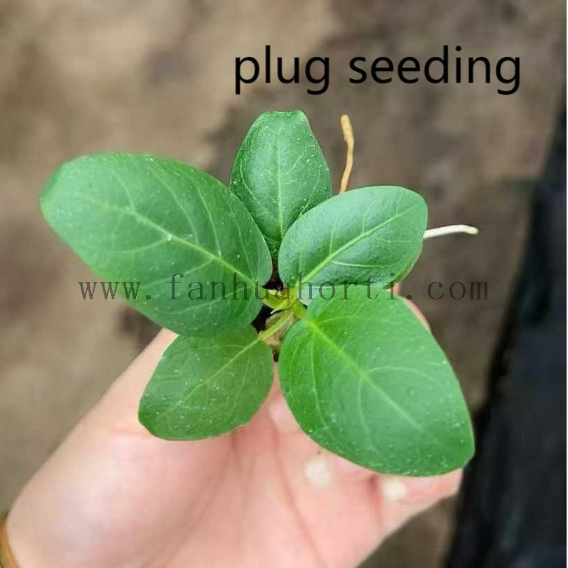 Audrey Ficus 