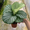 Calathea Orbifolia