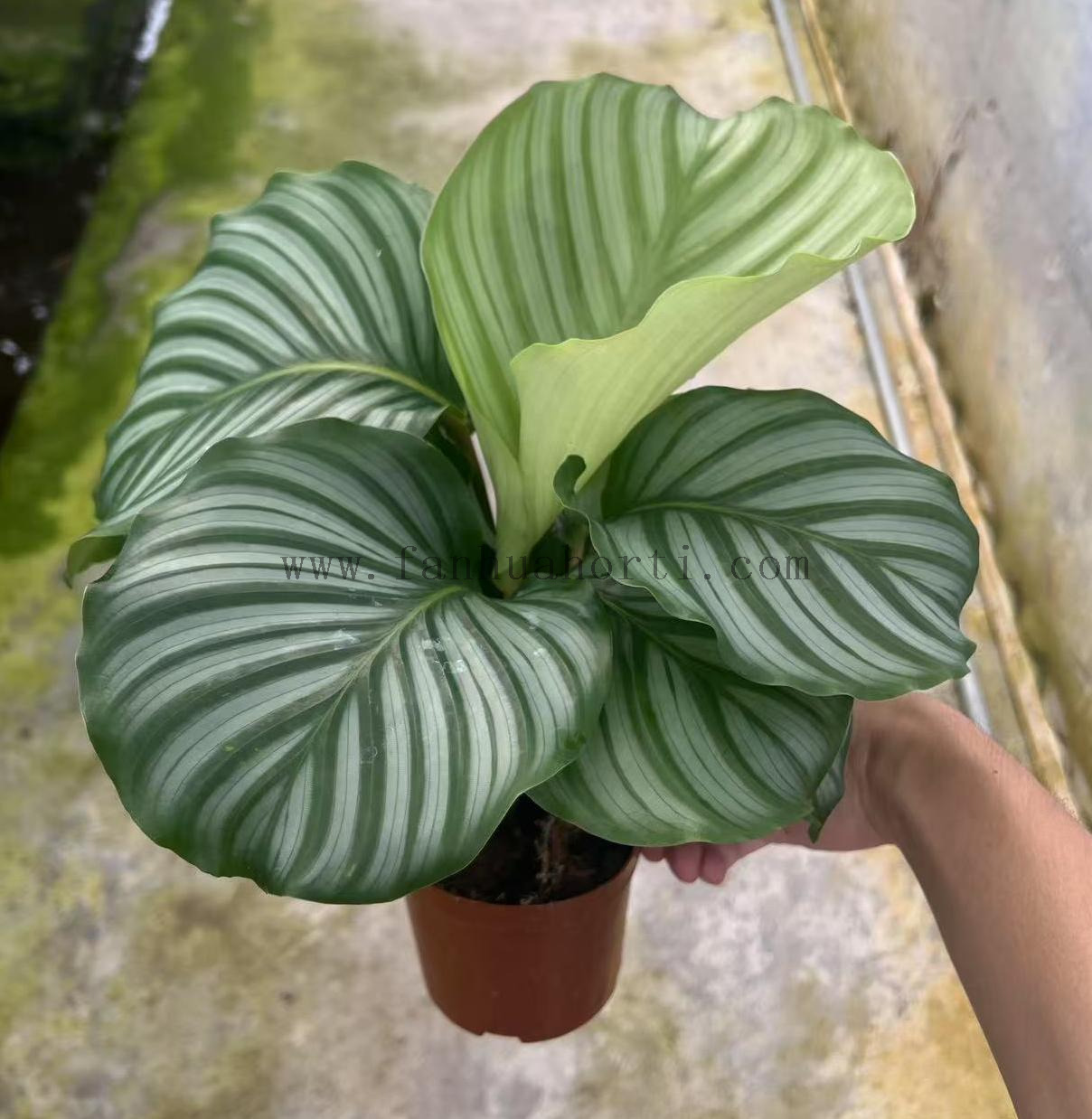 Calathea Orbifolia
