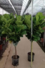 Lyrata Ficus for Indoor