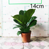Lyrata bambino Ficus f