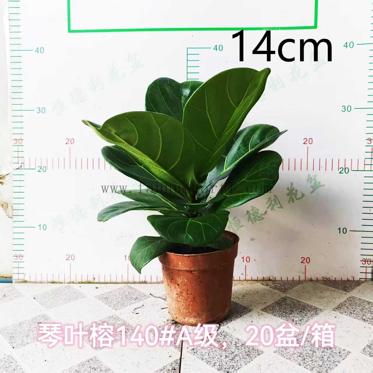 Lyrata bambino Ficus f