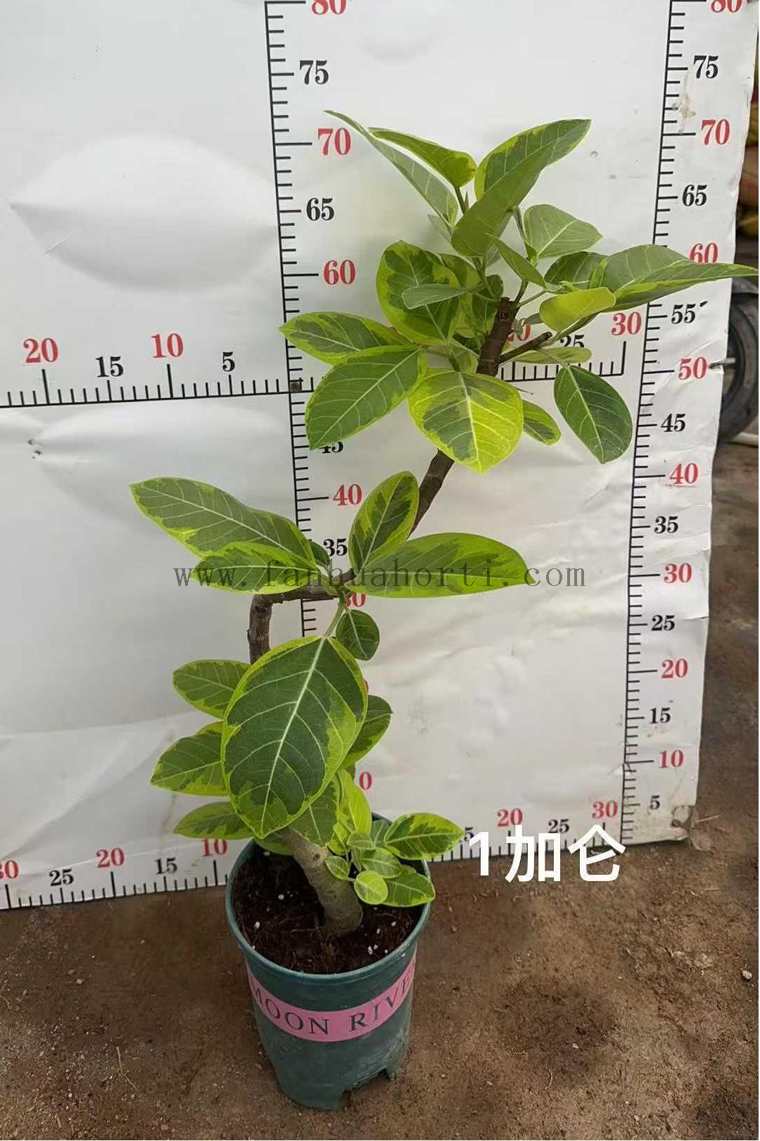 花叶富贵榕-2