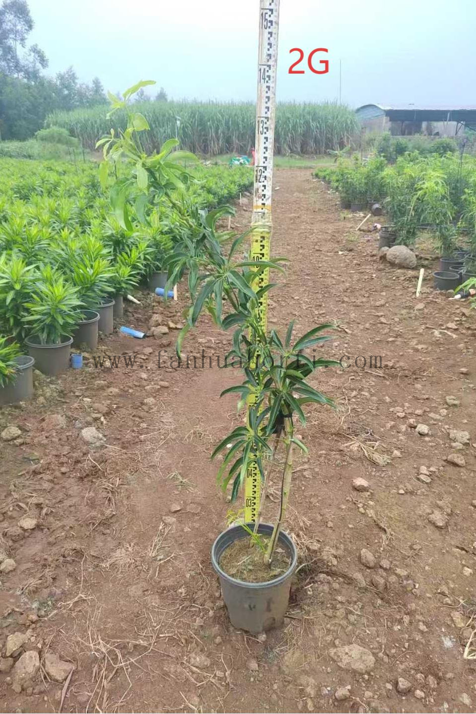 Hawaiian Schefflera