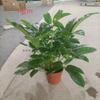 Alpine Schefflera