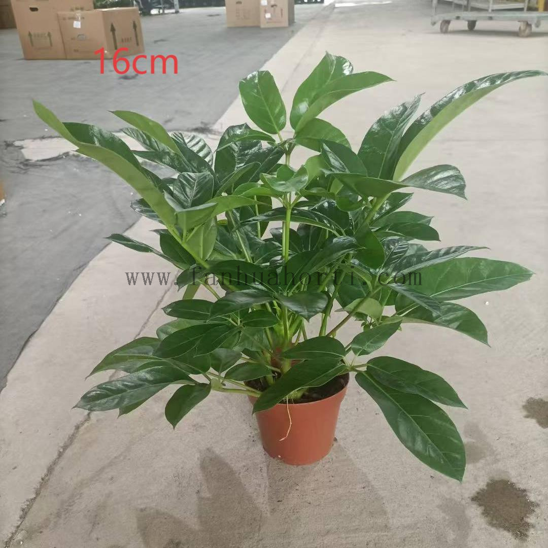 Alpine Schefflera