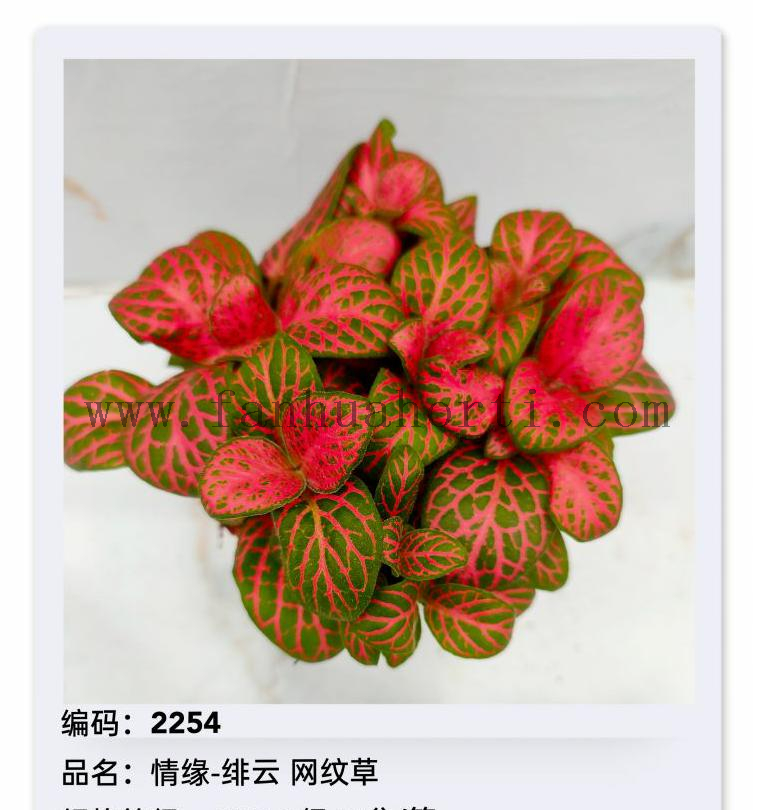 Fittonia 80#