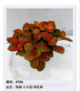 Fittonia 80#