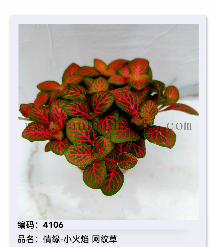 Fittonia 80#