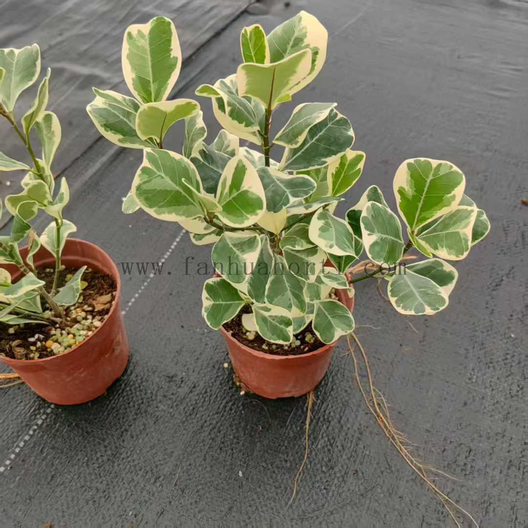 Trangularis Ficus