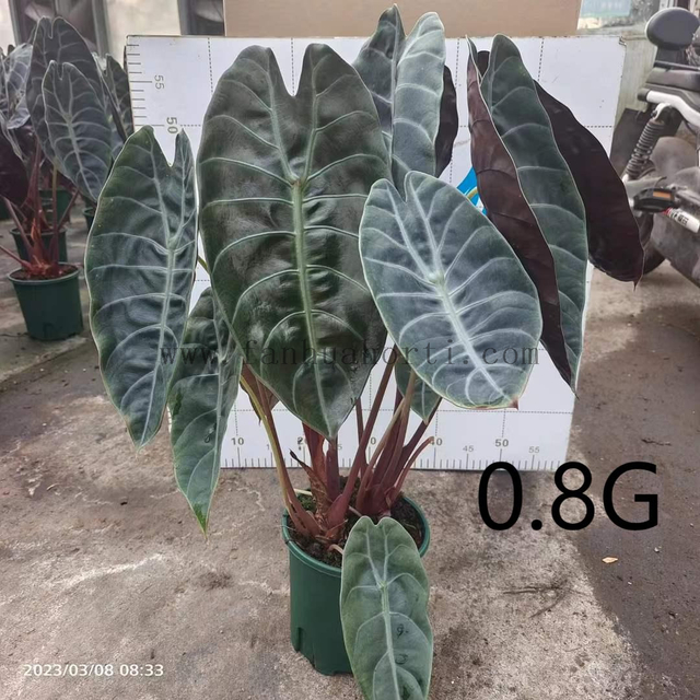 Suhirmaniana Alocasia