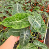  Pink Dragon Alocasia